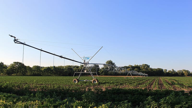 Furrow irrigation running between rows of green crops with water spilling from siphon tubes into shallow channels.