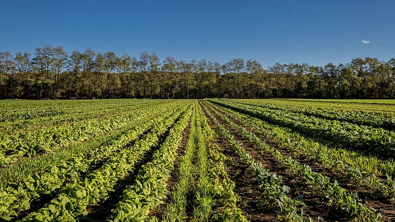 A field of mixed cover crop beside rows of vegetables, with a hedgerow buffer strip along the far boundary.