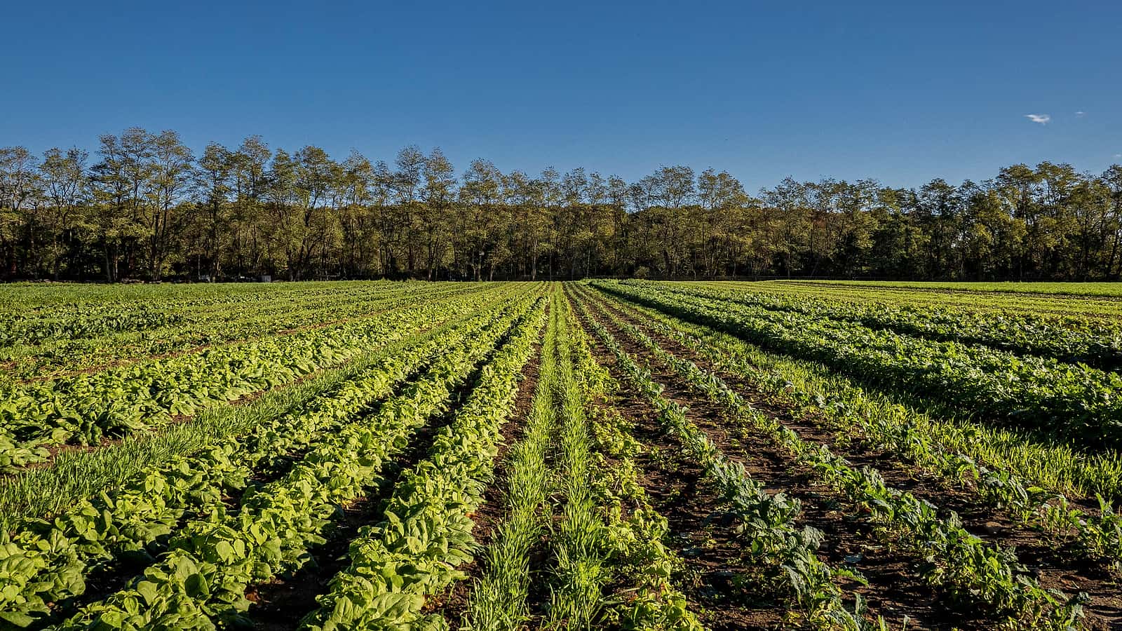 A field of mixed cover crop beside rows of vegetables, with a hedgerow buffer strip along the far boundary.